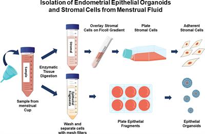 From cup to dish: how to make and use endometrial organoid and stromal cultures derived from menstrual fluid